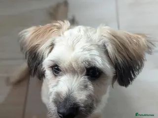 Mixed Breed dogs Vasi 💕 - Advert 9