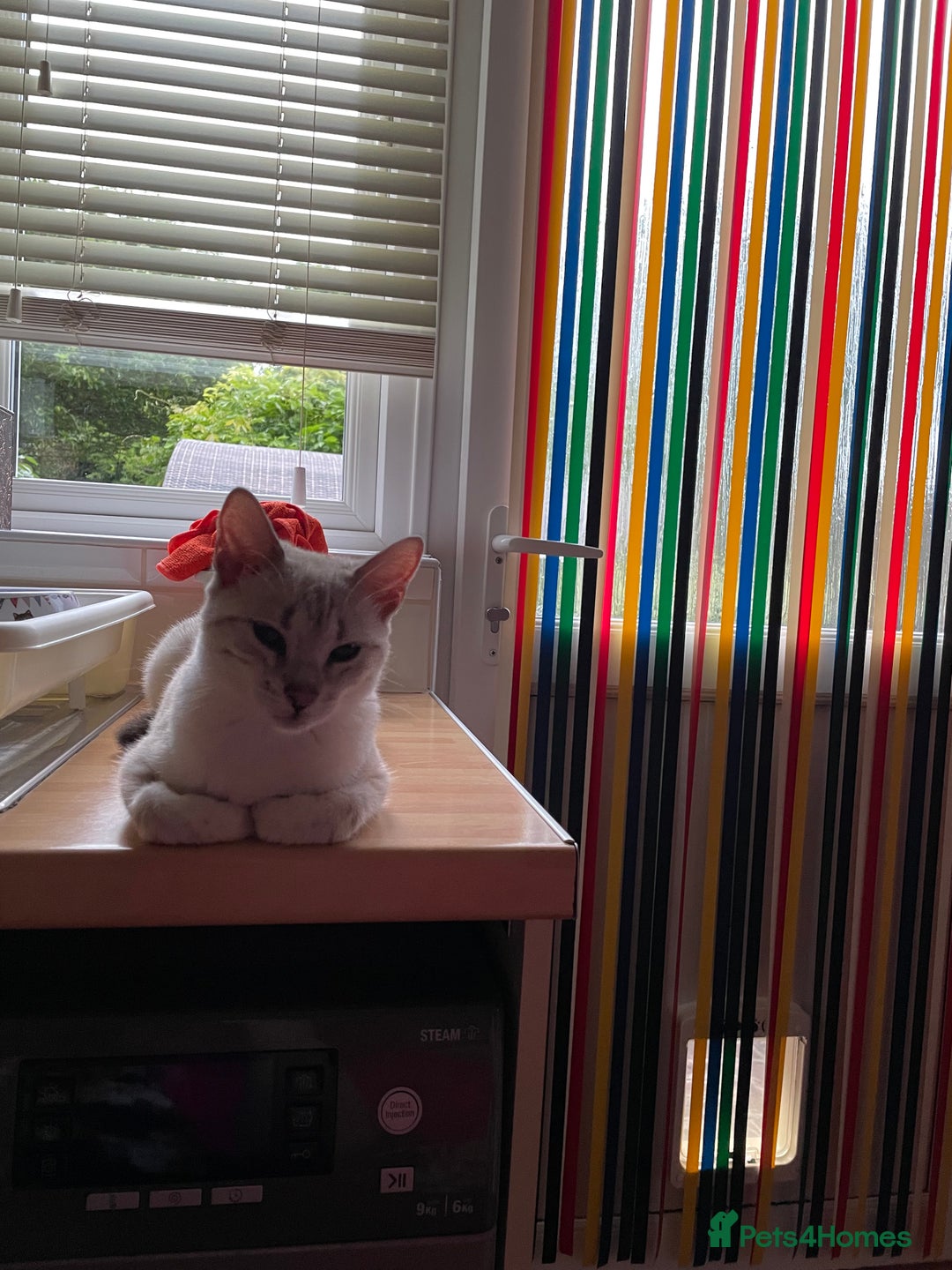 Bengal cats for sale: 8 month old female Bengal  - Image 1