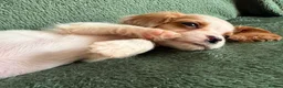 Cockalier dogs for sale: Beautiful, health tested cockalier puppies.  - Advert 30