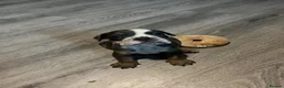 Olde English Bulldogge dogs for sale: Old English bulldogs  - Advert 2