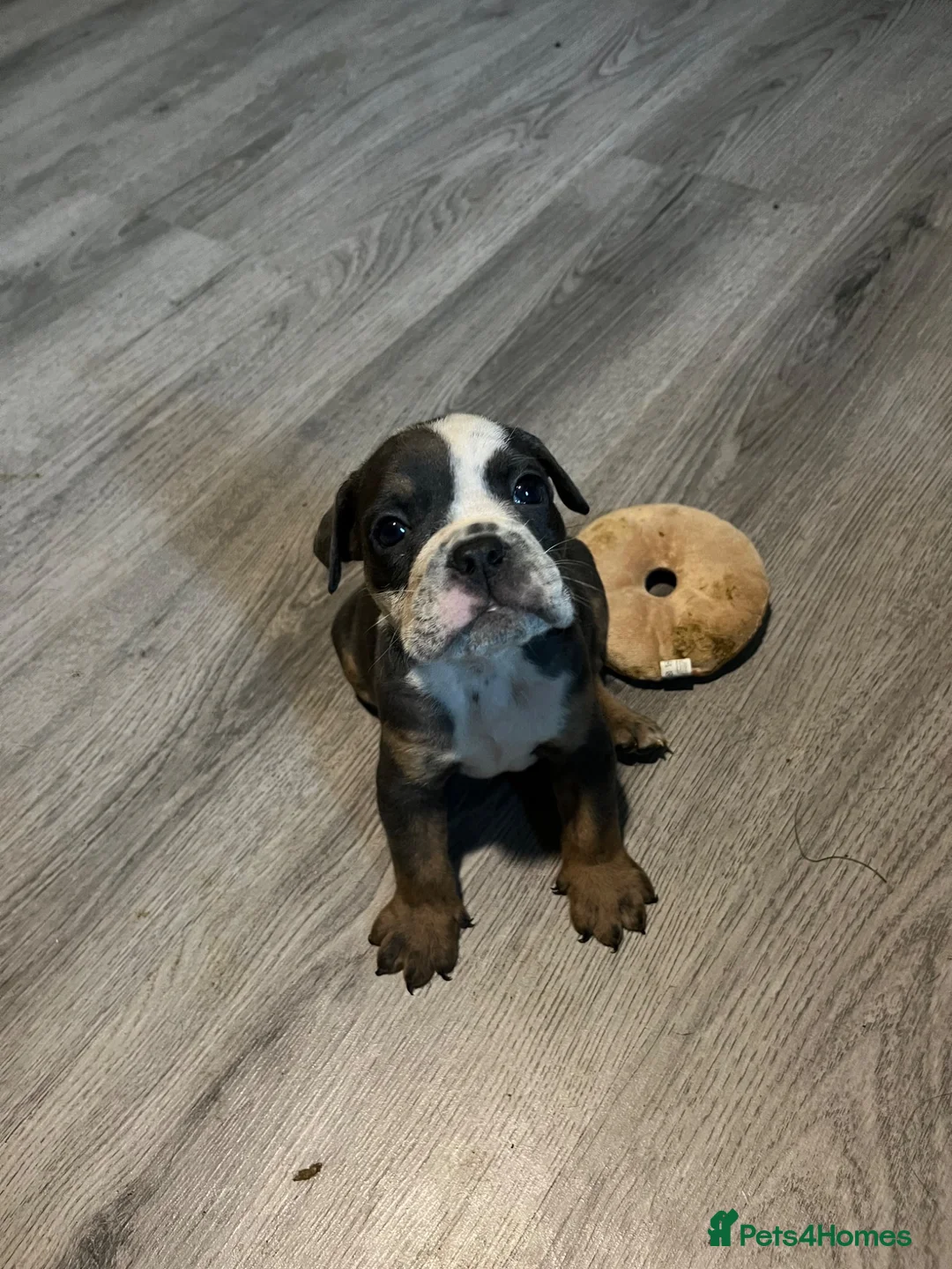 Olde English Bulldogge dogs for sale: Old English bulldogs  - Advert 2
