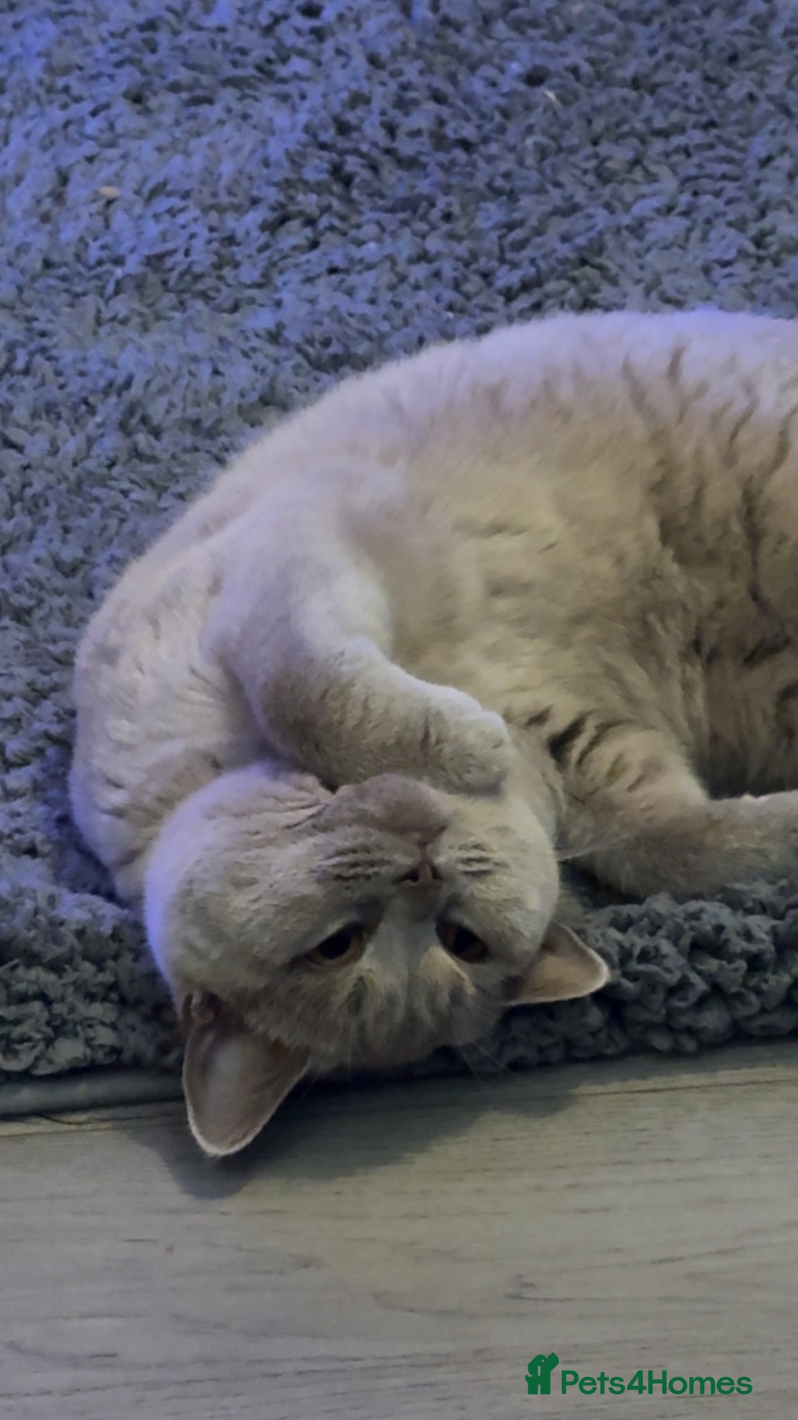 British Shorthair cats British short hair female very loving  - Advert 2