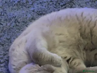 British Shorthair cats British short hair female very loving - Advert 2