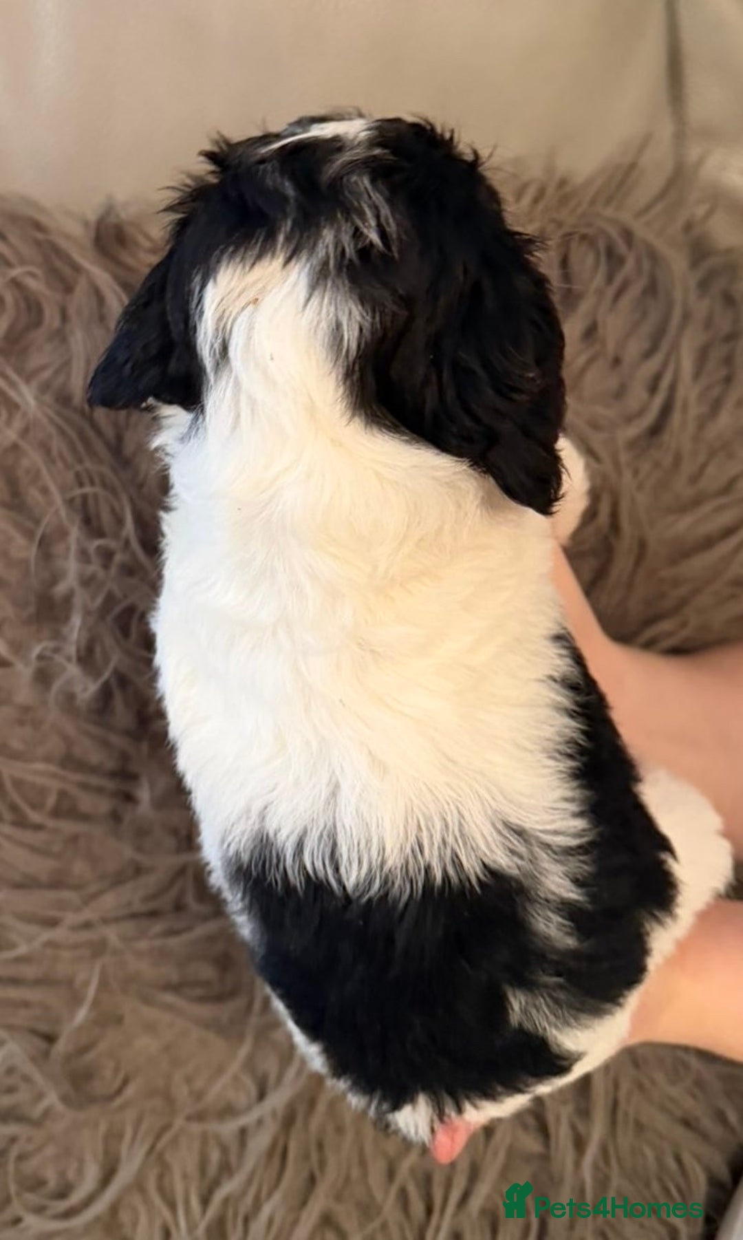 Mixed Breed dogs for sale: Cockerpoo puppies  - Image 8