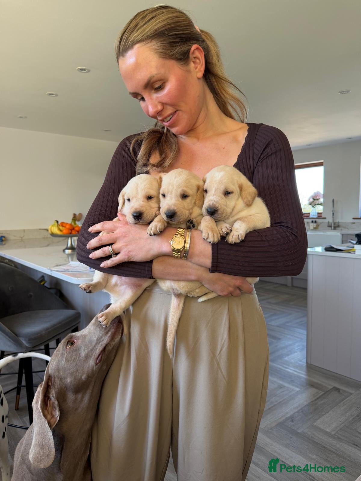 Mixed Breed dogs Beautiful dalmadors ♥️ - Advert 1