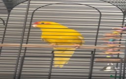 Parrots birds for sale: Beautiful young kakariki  - Image 2