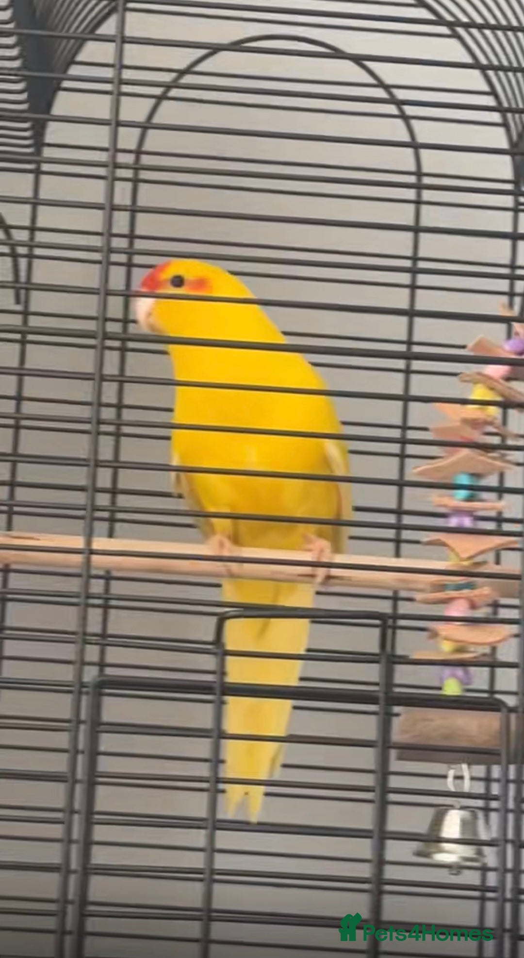 Parrots birds for sale: Beautiful young kakariki  - Image 2