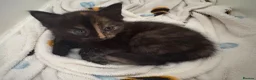 Mixed Breed cats for sale: Female tortoiseshell kitten 🐾 - Advert 6