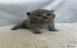 British Shorthair cats for sale: High quality GCCF registered kittens   - Image 12