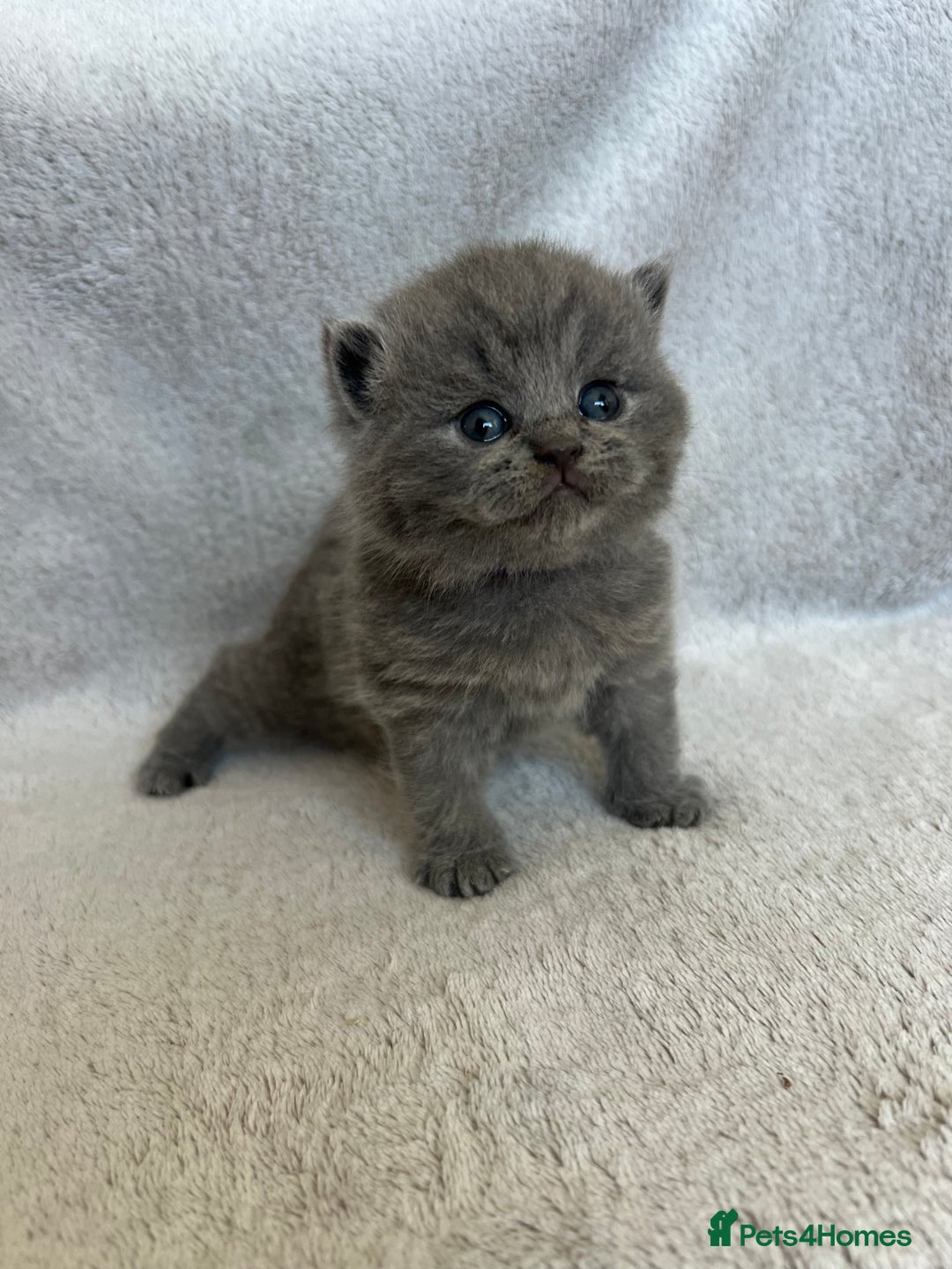 British Shorthair cats for sale: High quality GCCF registered kittens   - Image 12