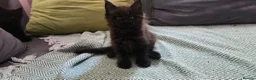 Maine Coon cats for sale: Maine coon kittens - Advert 22