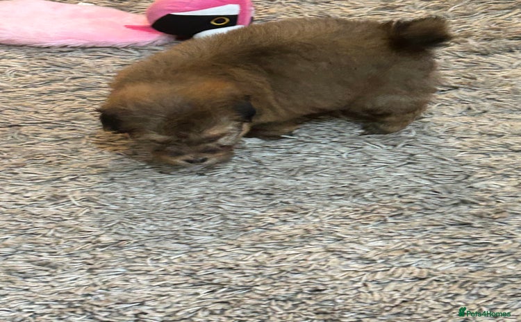 Havanese dogs Three beautiful Havanese  - Advert 2