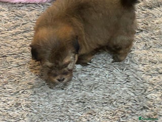 Havanese dogs Three beautiful Havanese - Advert 2