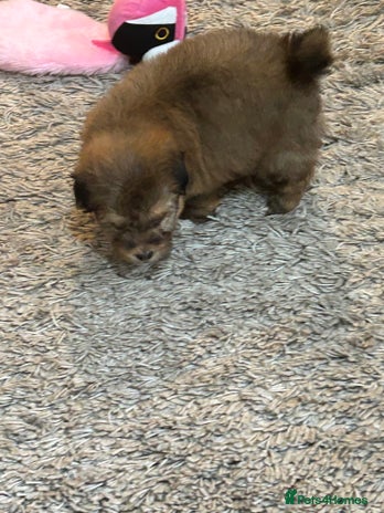 Havanese dogs Three beautiful Havanese - Advert 2