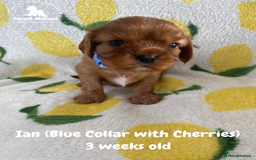 Cavalier King Charles Spaniel dogs for sale: Excessively tested Cavalier King Charles Spaniels - Image 19