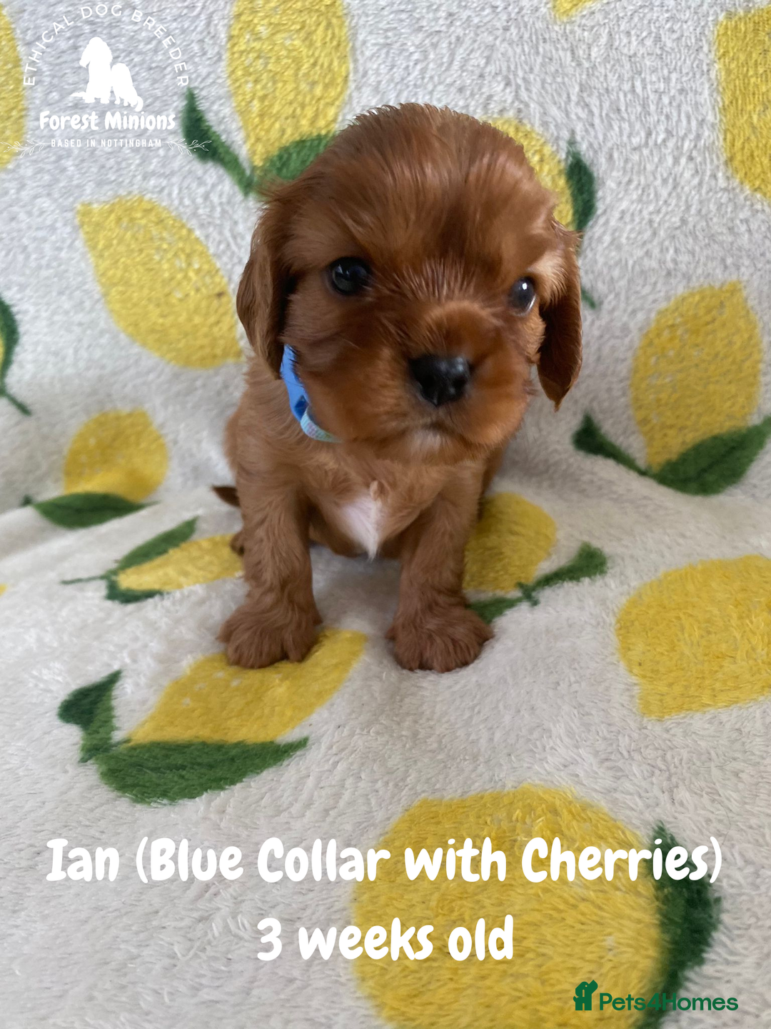 Cavalier King Charles Spaniel dogs for sale: Excessively tested Cavalier King Charles Spaniels - Image 19