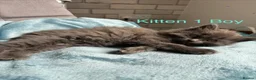 British Shorthair cats for sale: Mixed British short hair kittens  in Wigan - Advert 13