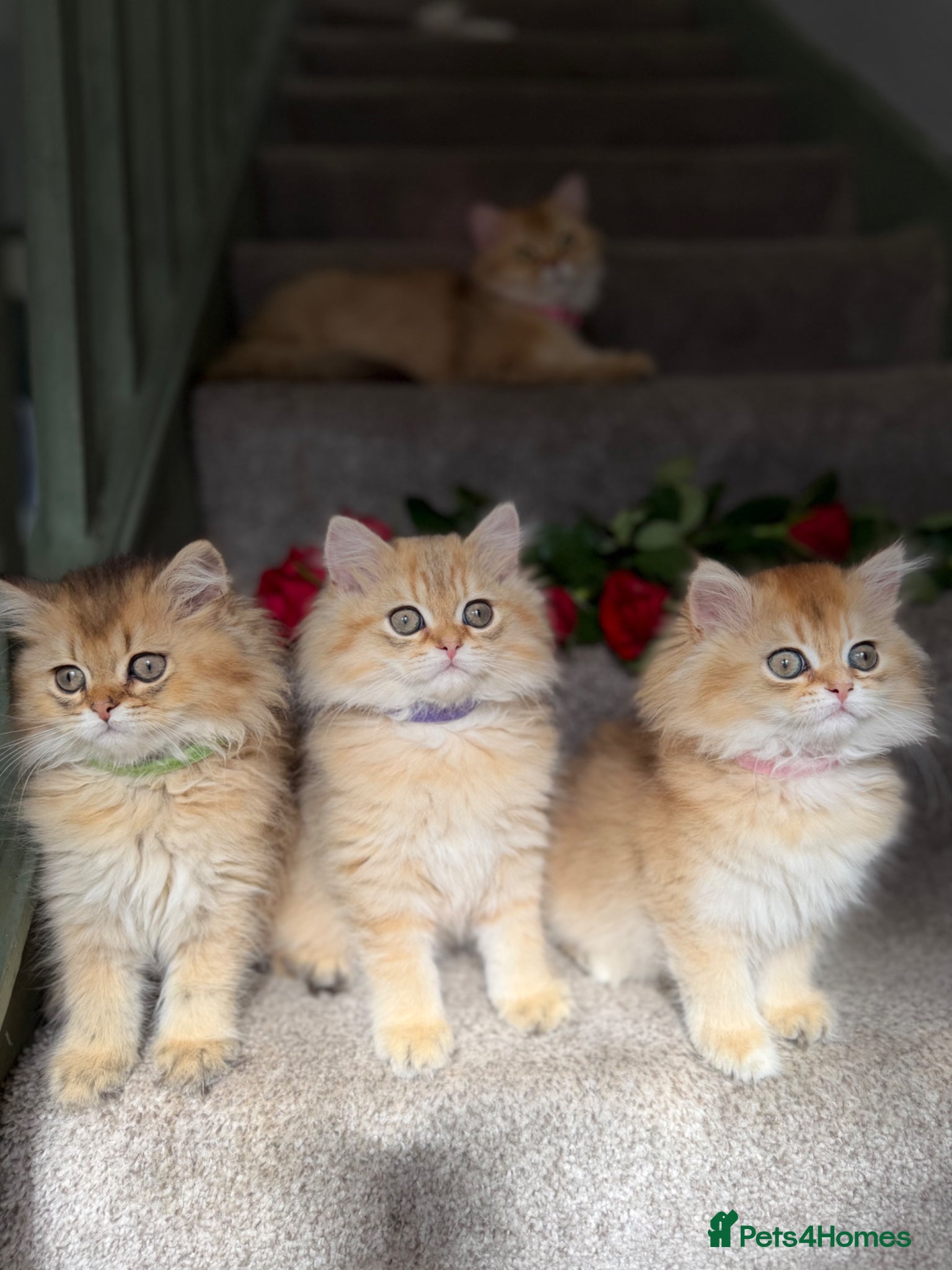 British Longhair cats BLH adorable golden kittens TICA - Advert 9