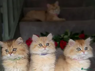 British Longhair cats BLH adorable golden kittens TICA - Advert 9