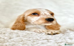 Cocker Spaniel dogs for sale: Golden Roan Full Health Tests Showline KC Reg Pups - Image 13