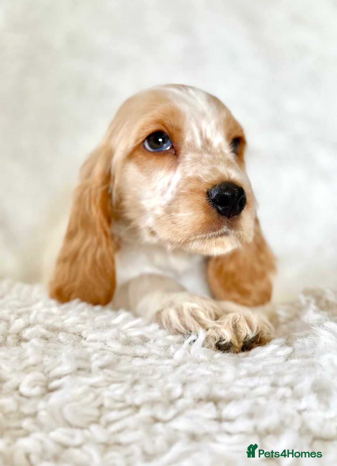 Cocker Spaniel dogs for sale: Golden Roan Full Health Tests Showline KC Reg Pups - Image 13