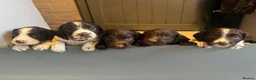Sprocker dogs for sale: Working Sprocker Puppies - Advert 11