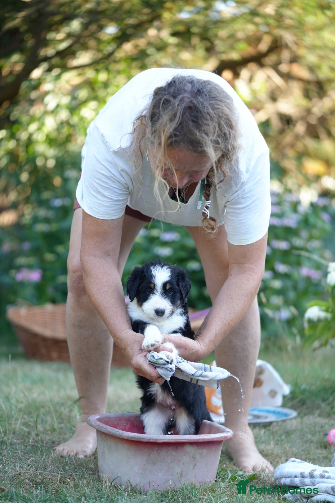 Mixed Breed dogs for sale: Collie mixed breed puppies - Image 7
