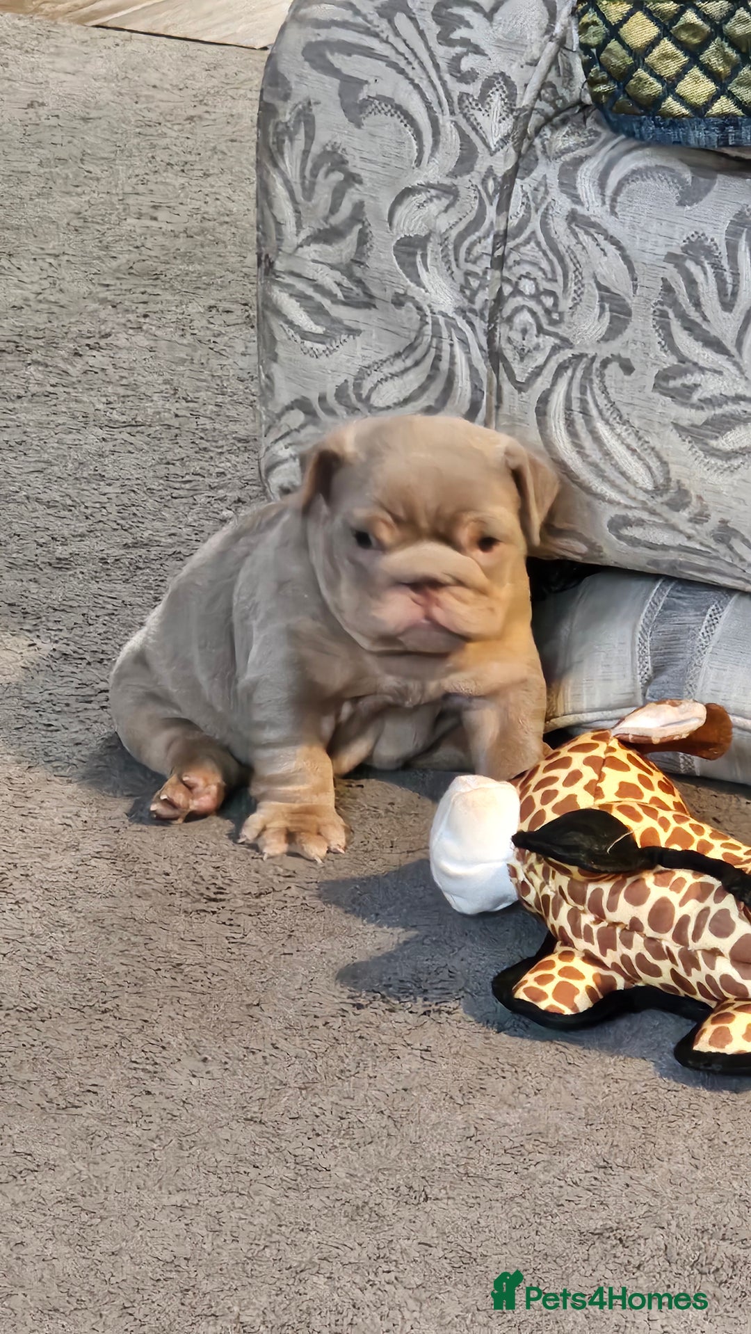 English Bulldog dogs for sale:  English Bulldogs - Advert 7