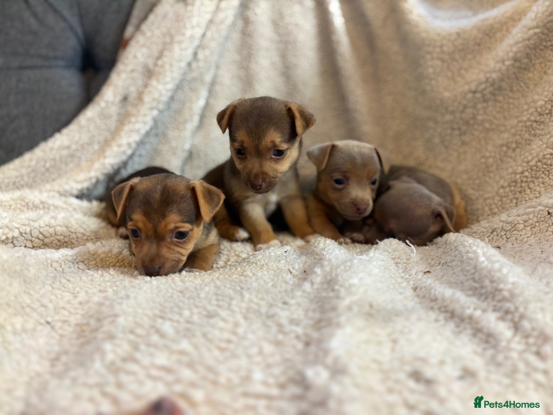 Jack Russell dogs for sale: Stunning Minature Jack Russell - Image 10