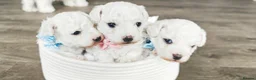 Bichon Frise dogs for sale: Sweet Bichon Frise puppies- Champion Bloodline - Advert 11