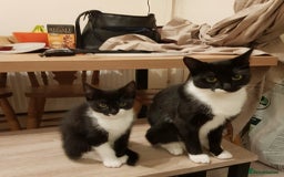Mixed Breed cats for sale: One beautiful girl and one boy Tuxedo kittens - Advert 9