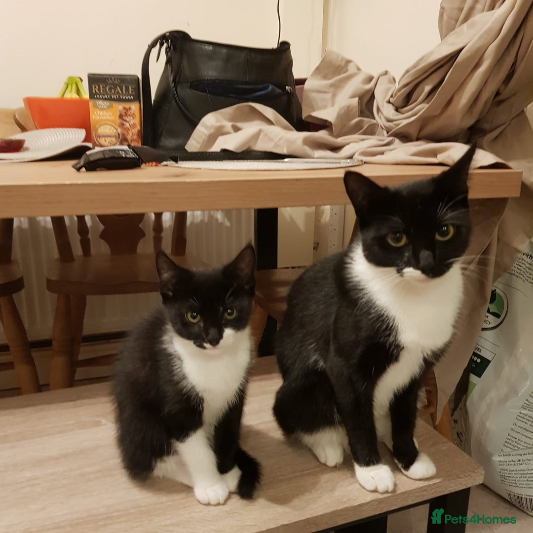 Mixed Breed cats for sale: One beautiful girl and one boy Tuxedo kittens - Advert 9