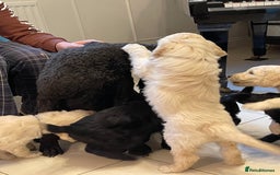 Goldendoodle dogs for sale: Stunning Goldendoodle puppies - Image 22