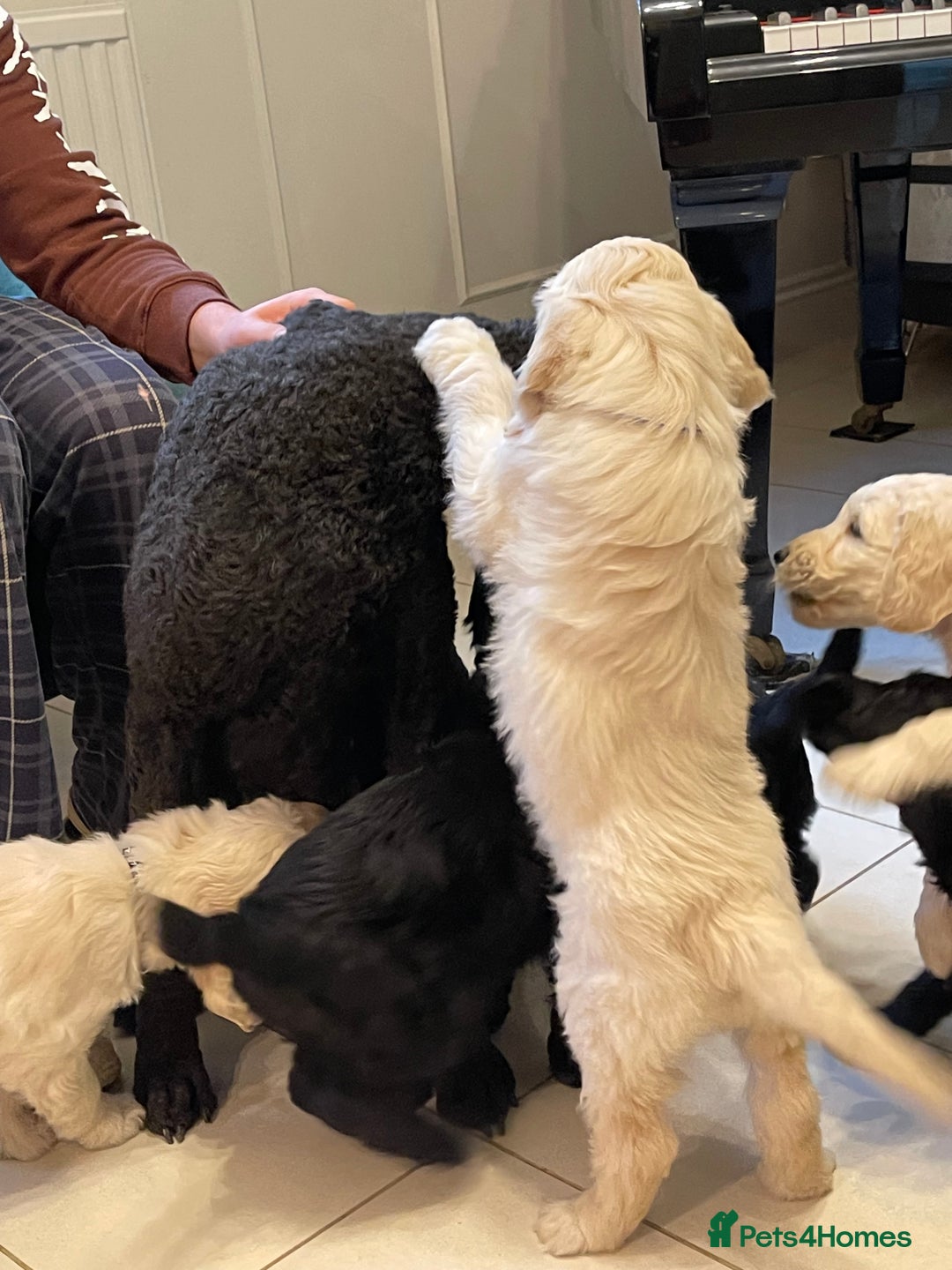 Goldendoodle dogs for sale: Stunning Goldendoodle puppies - Image 22