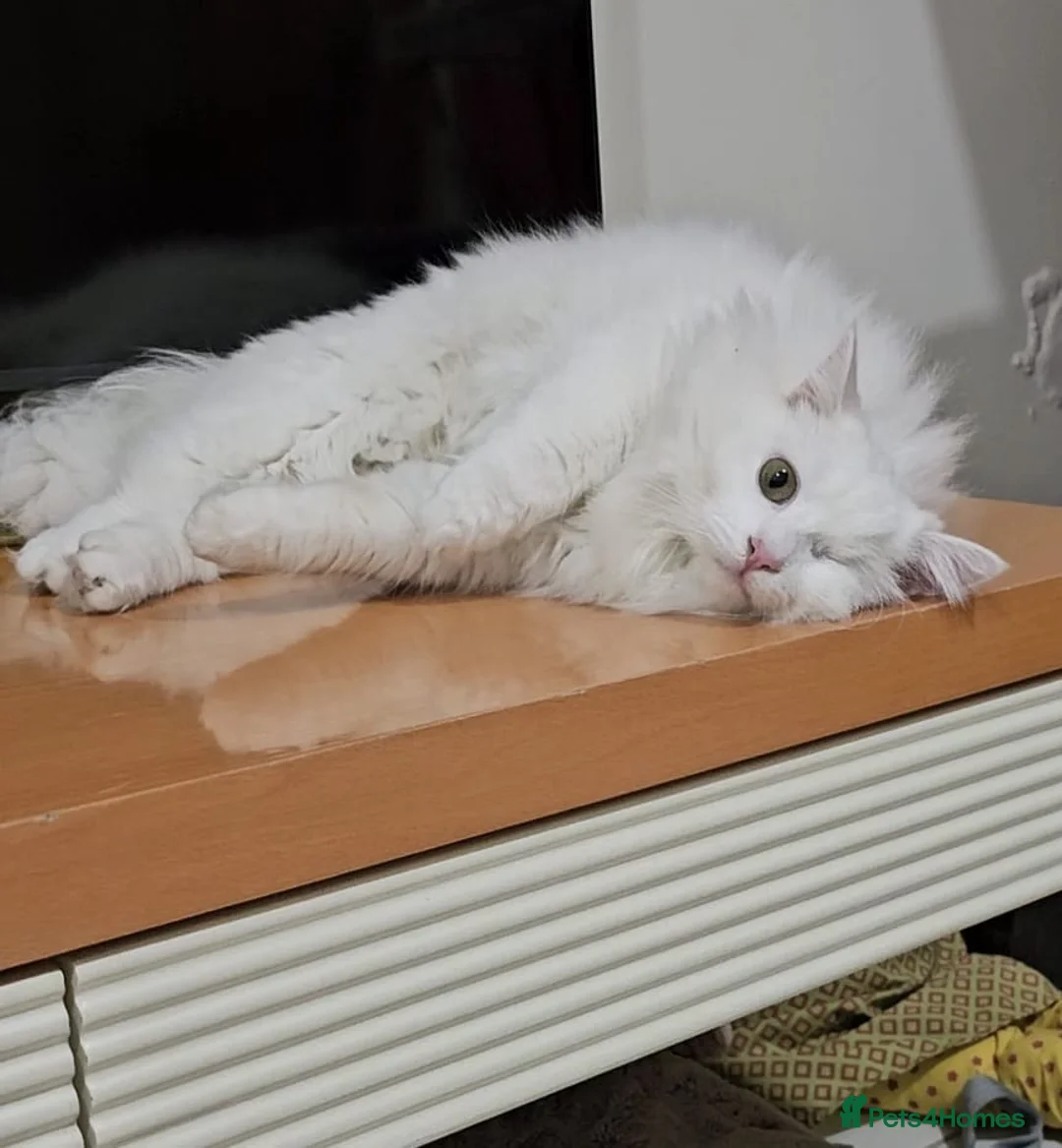 Mixed Breed cats for adoption: MIX TURKISH ANGIRA BONDED PAIR CALM AFFECTIONATE  - Advert 15