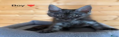 Maine Coon 2