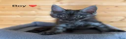 Maine Coon cats for sale: GCCF Registered beautiful kittens ❤️ - Advert 5