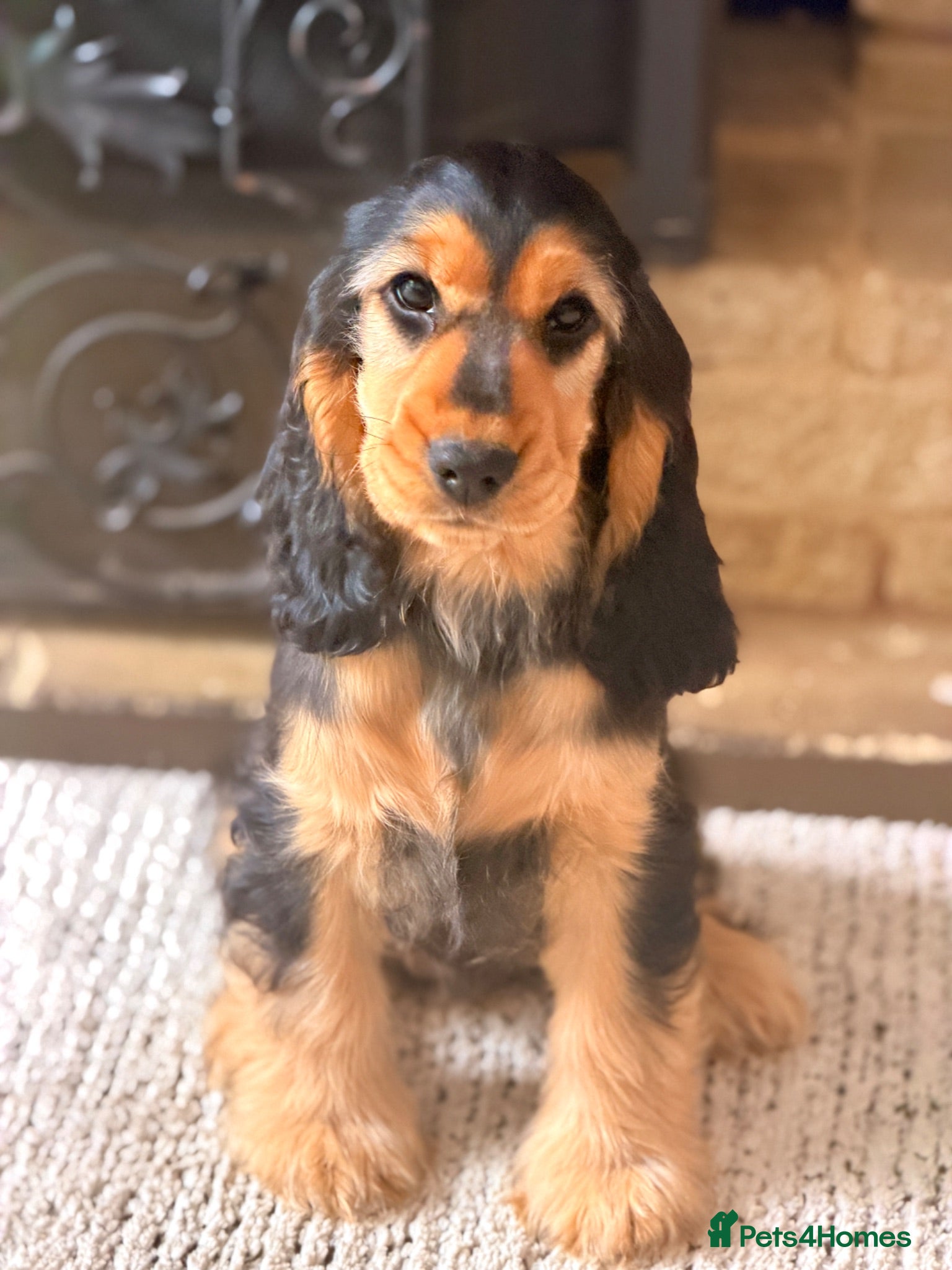 Cocker Spaniel dogs Champion Bloodline KC Show Cocker Spaniel Puppies  - Advert 2