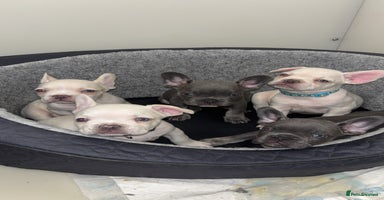 French Bulldog dogs - Advert 1