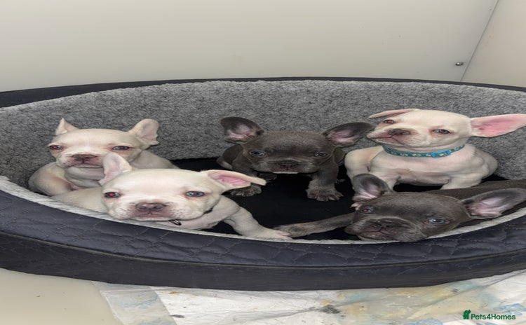 French Bulldog dogs - Advert 13