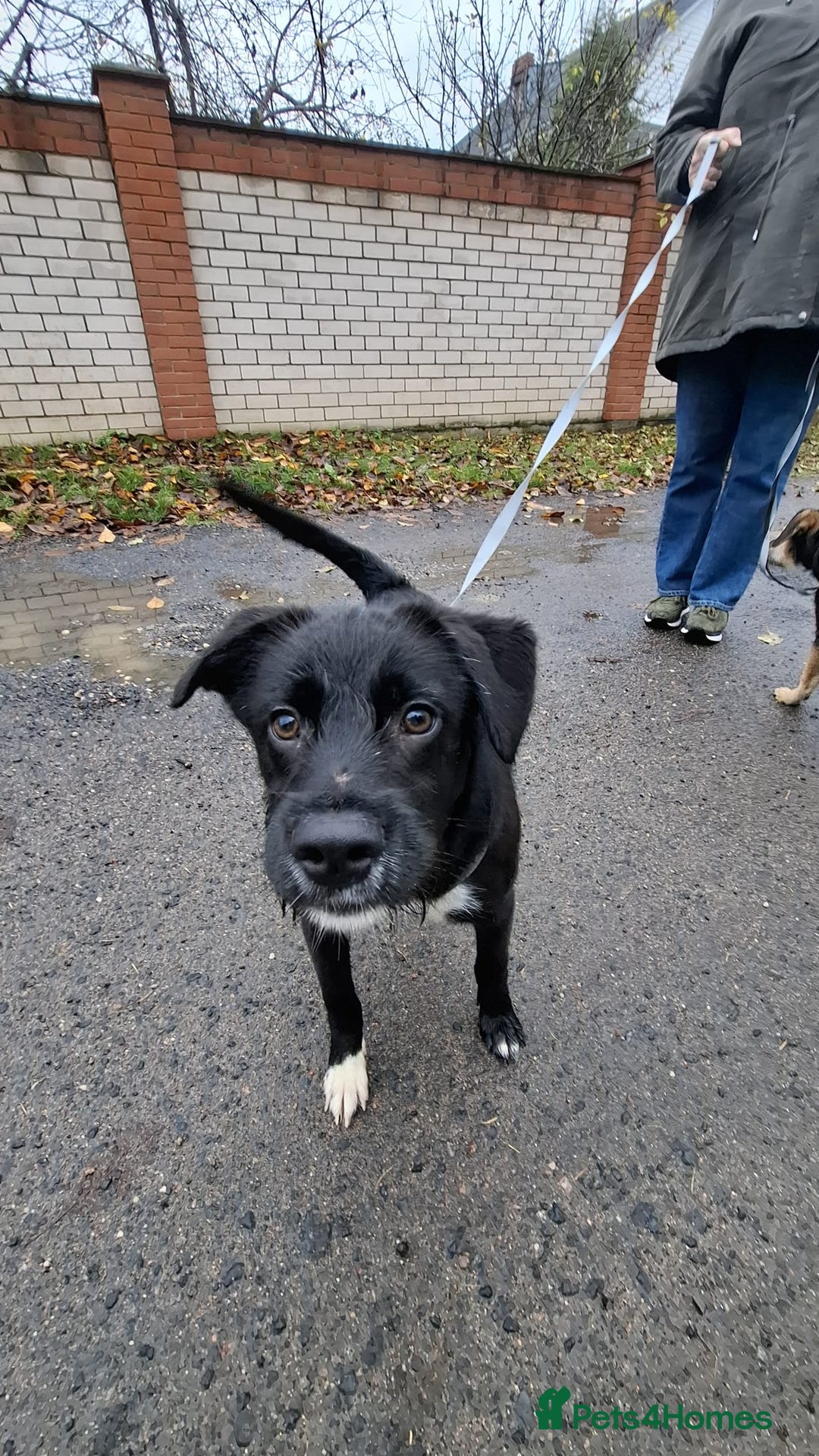 Border Collie dogs for adoption: INKIE – Male Border Collie - Advert 1