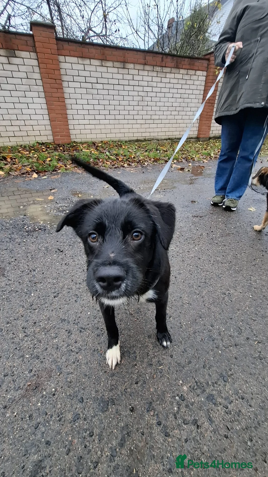 Border Collie dogs for adoption: INKIE – Male Border Collie - Advert 1