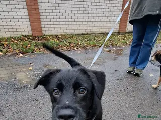 Border Collie dogs INKIE – Male Border Collie - Advert 7