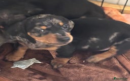 Dachshund dogs for sale: READY to leave dachshund puppy’s for sale  - Image 24