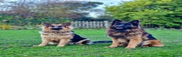German Shepherd dogs for sale: Puppies - Long hair/Straight back German Shepherd - Advert 10