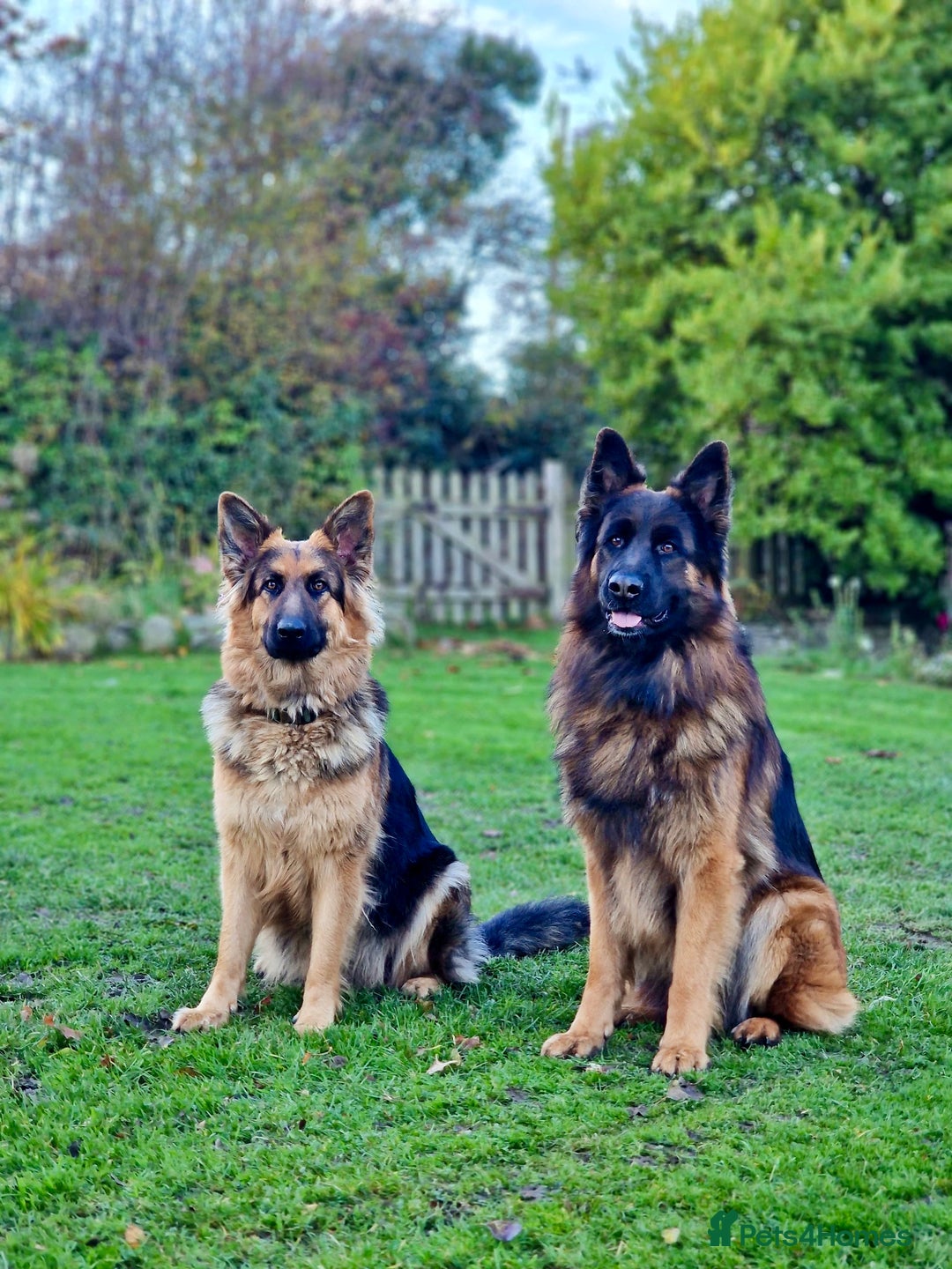 German Shepherd dogs for sale: Puppies - Long hair/Straight back German Shepherd - Advert 10