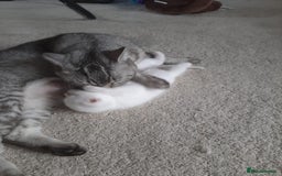 British Shorthair cats for sale: Beautiful white BSH kitten blue eyes  - Image 2