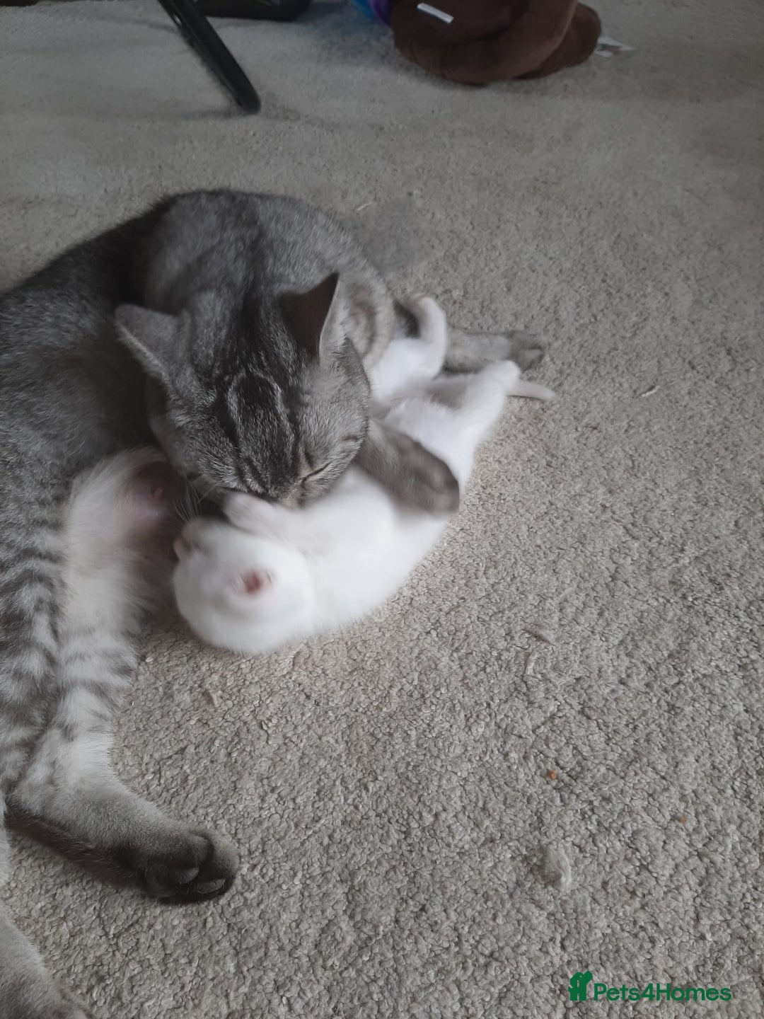 British Shorthair cats for sale: Beautiful white BSH kitten blue eyes  - Image 2