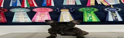French Bulldog dogs for sale: 🏆Frenchbulldog pups🏆 - Advert 16