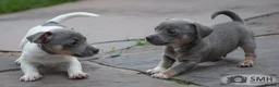 Jack Russell dogs for sale: Beautiful baby jack russells ready now - Advert 7